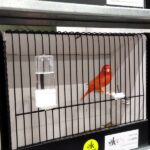 canari rouge schimmel
