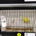 canari jaune ivoire ailes blanches