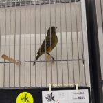canari noir jaune intensif
