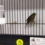 canari noir jaune schimmel
