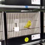 canari jaune ailes blanches