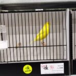 canari jaune schimmel