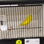canari jaune internsif