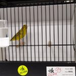 canari agate jaune intensif
