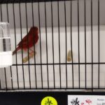 canari noir rouge