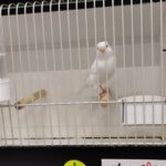canari blanc