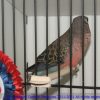 photos2011croc-0001
