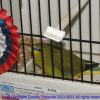 photos2011croc-0008