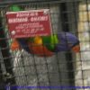 photos2011croc-0041
