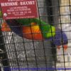 photos2011croc-0042