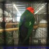 photos2011croc-0043