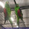 photos2011croc-0061