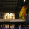 photos2011croc-0079